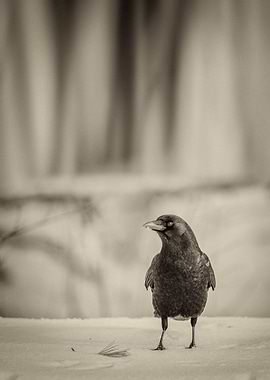 Something Interesting