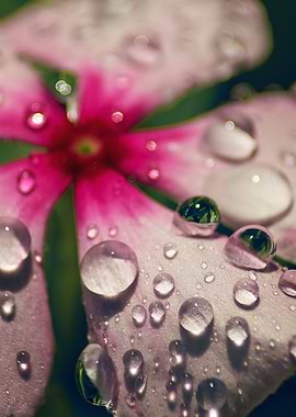 Floral Droplets 1