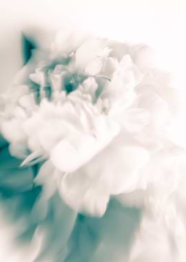 White peonies