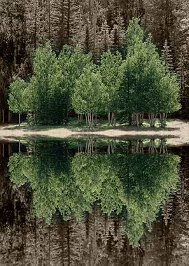 Birch trees reflections