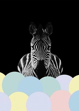Zebra Balloons