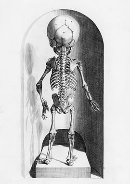 Medieval Anatomy of Child