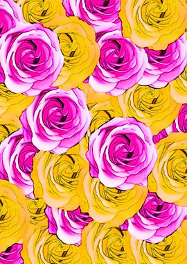 pink and yellow roses