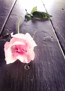 pink rose