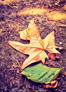 brown and green leaf