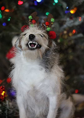 All I want for Christmas