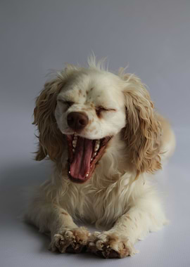 Cocker Spaniel