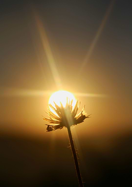 Sunrise Through Flower