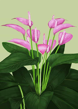 Tropical flower anthurium
