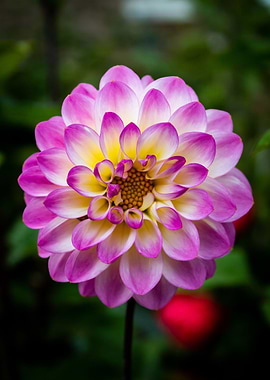 Beautiful Dahlia