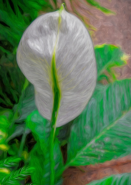 Peace Lily