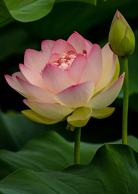 Lotus Blossom and Bud