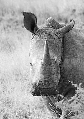 Rhino Portrait