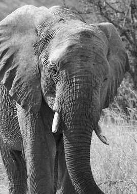 Elephant Portrait