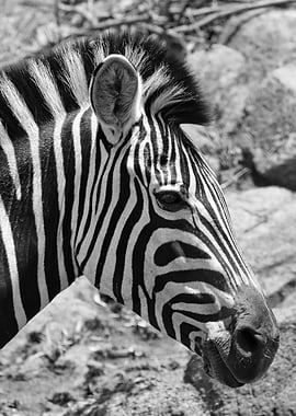 Burchells Zebra