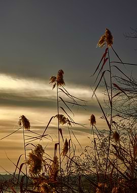 reed on cloudy sunset sky