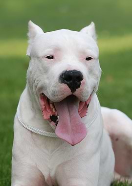 Dogo Argentino