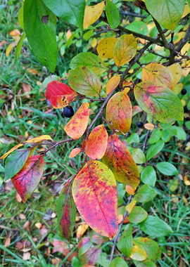 Autumn Leaves 1