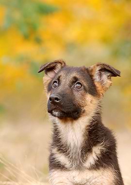 German Shepherd dog puppy