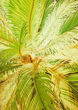 green palm leaves texture