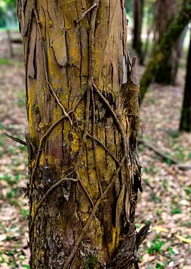 Parasite Bark Forest