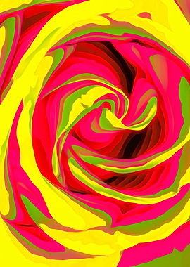 red and yellow rose