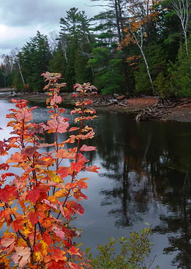 Haliburton Fall Colors