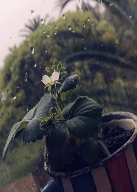 Rainy Day Strawberry