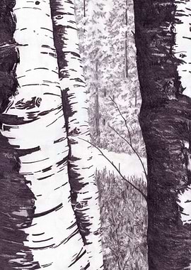 Birch Trees