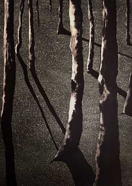 Birch Trees By Moonlight