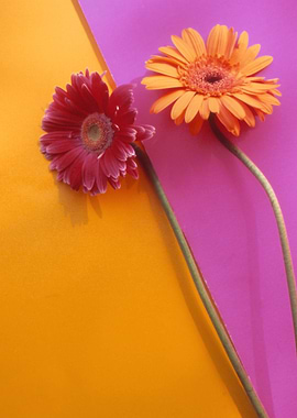 TWIN GERBERA FLOWERS