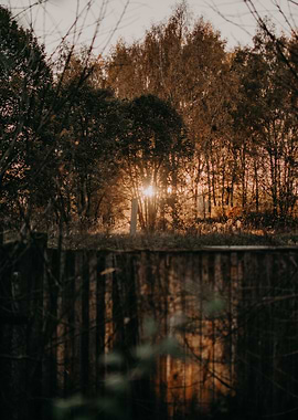 Sun hitting the trees