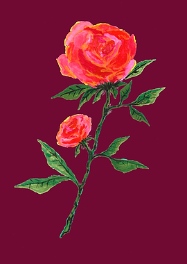 Wine Red Rose