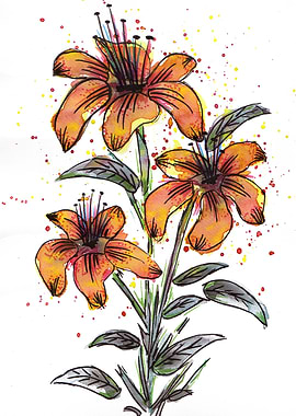Orange Flowers