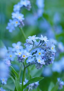 Blue flowers