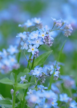 Blue flowers