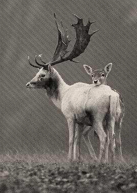 Deer and Son