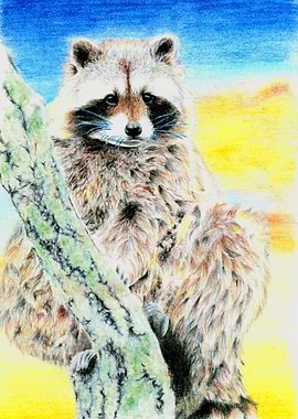 Raccoon