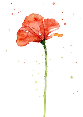 Poppy Watercolor