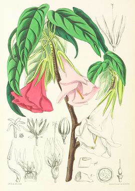 Biodiversity Heritage