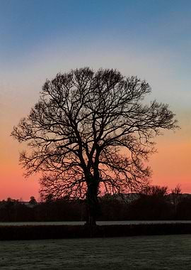 Silhouette Of A Sycamore