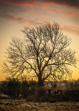 Tree at Sunrise