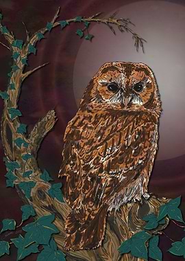Tawny Owl