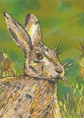 Summer Hare