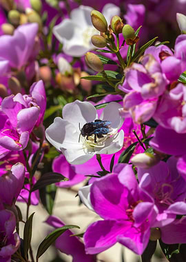 Carpenter Bee Manaca