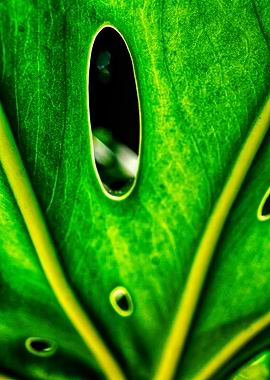 Nature abstract leaves