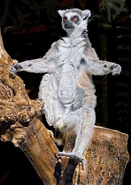 Ringtailed lemur