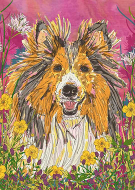 Sheltie in a Summer Meadow