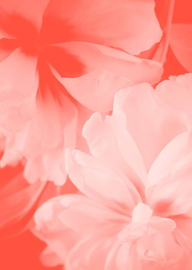 Pastel white flowers and