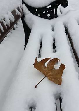 oak leaf on new snow